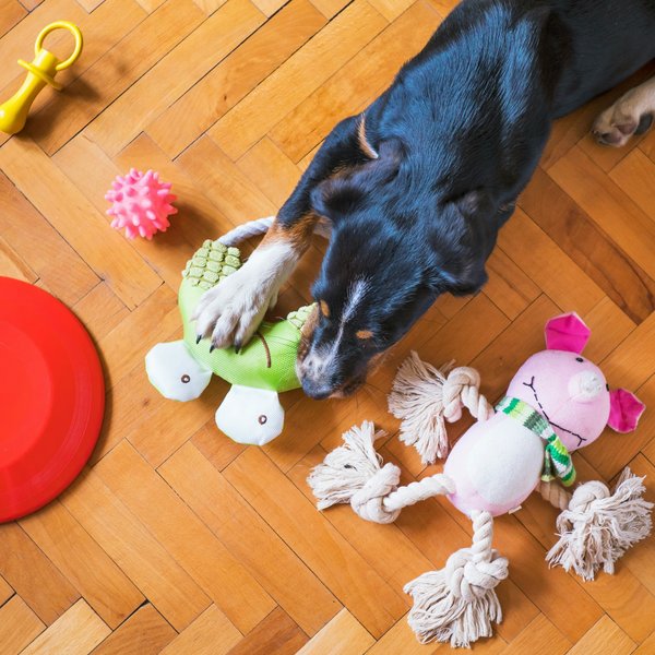 A dog plays with its toys