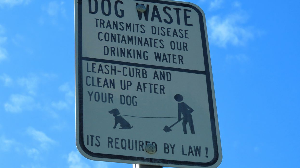 Abandoned dog poop is gross. It can wash into the soil and spread parasites