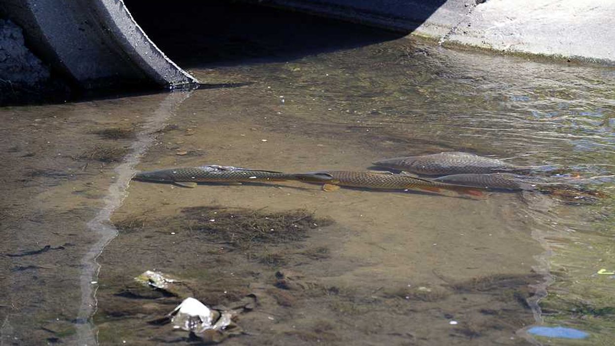 A drainage ditch with dirty water and fish