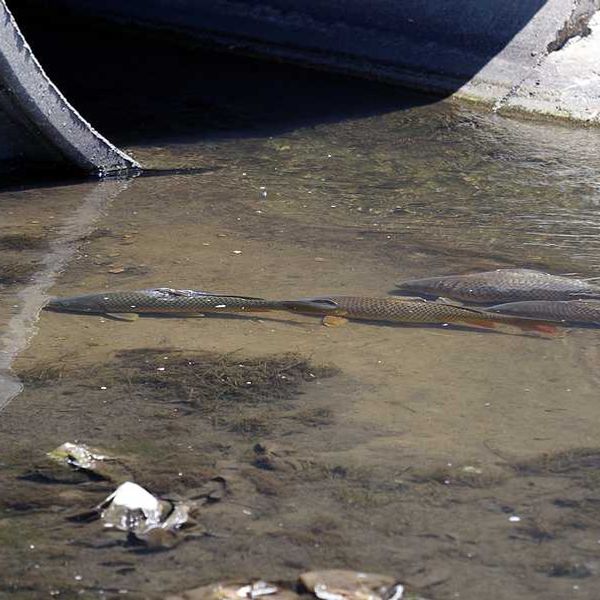 A drainage ditch with dirty water and fish