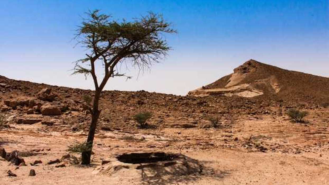A dry environment with a lone tree against a blue sky