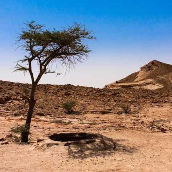 A dry environment with a lone tree against a blue sky