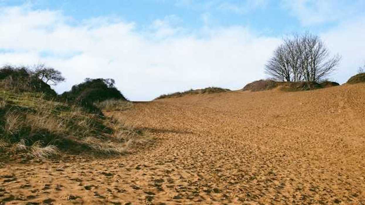A dry environment with sand surrounded by low shrubs and trees