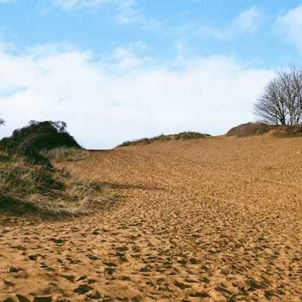 A dry environment with sand surrounded by low shrubs and trees