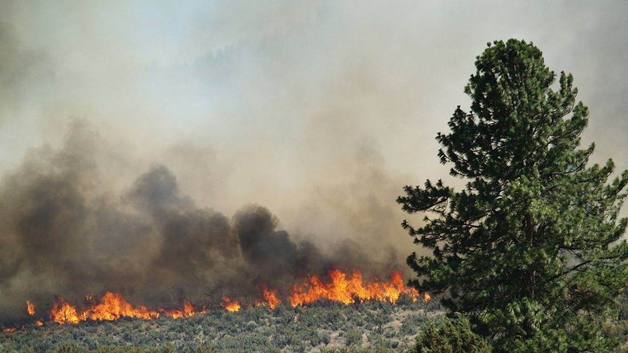A dry landscape with a fire advancing toward a group of trees.