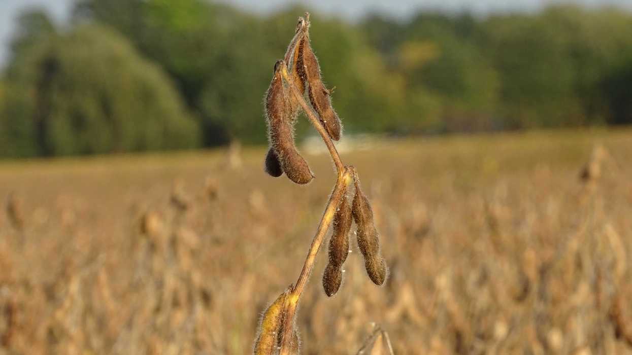 A dry soy plant with pods in the middle of a golden field with green trees in background.