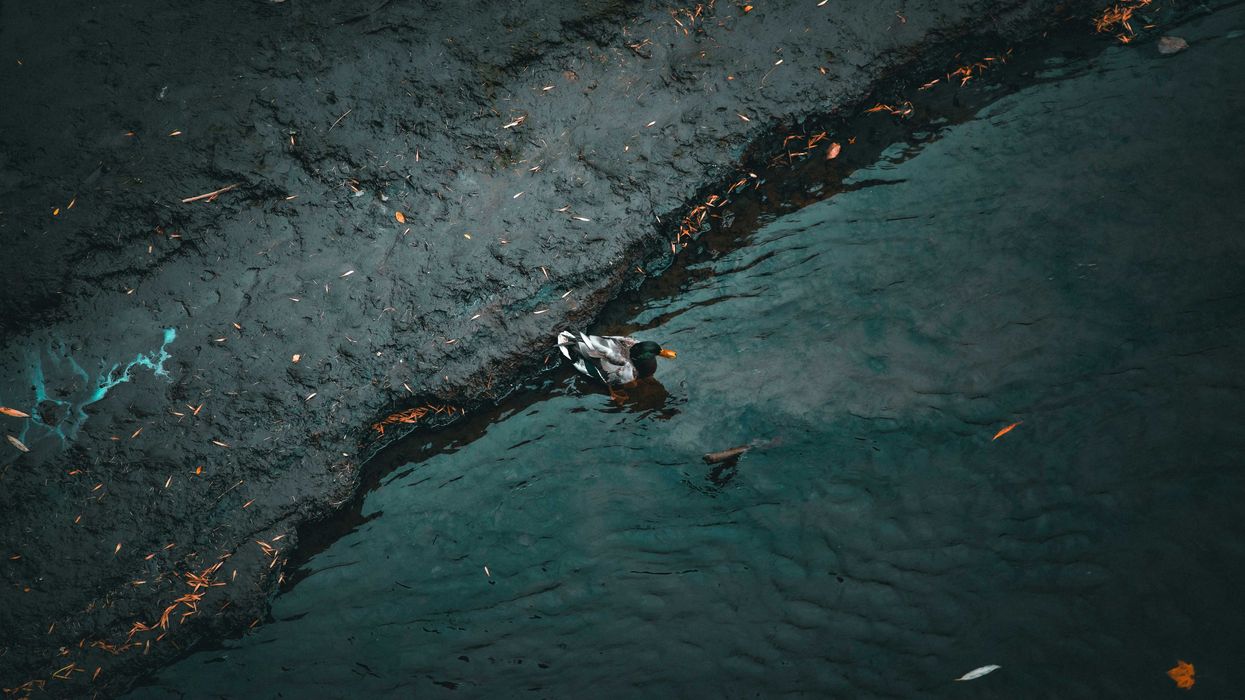 a duck swimming in a pond polluted with oil.