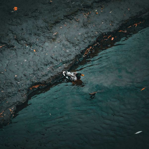 a duck swimming in a pond polluted with oil.