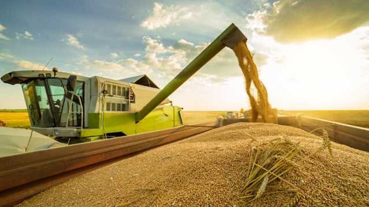 A farm combine harvesting grains into a huge container