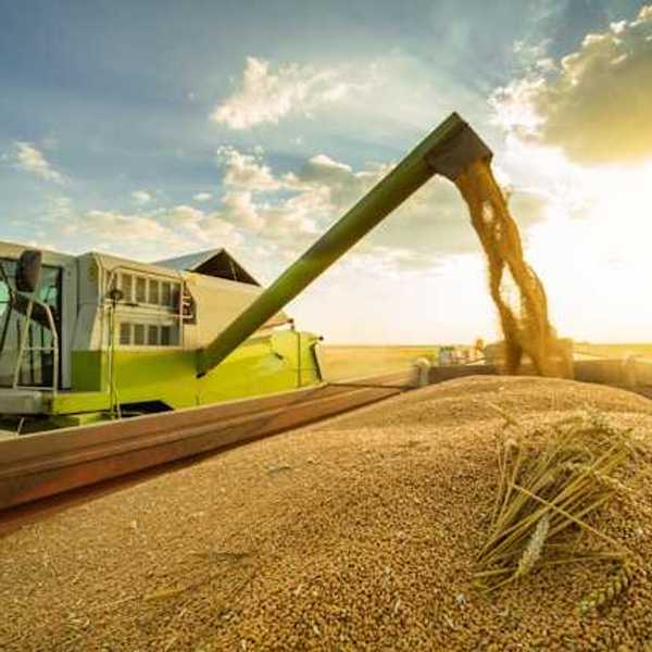 A farm combine harvesting grains into a huge container