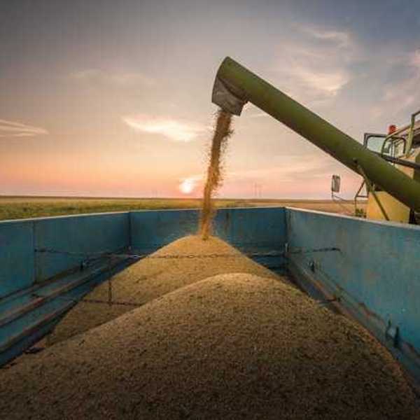 A farm combine harvesting wheat