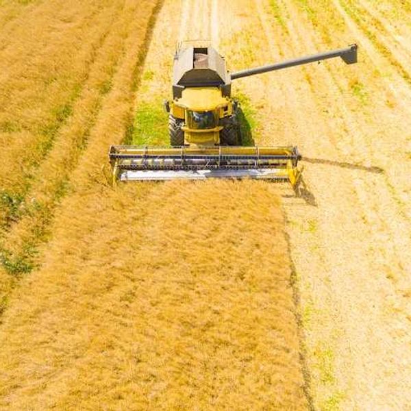 A farm combine viewed from above harvesting wheat in a field