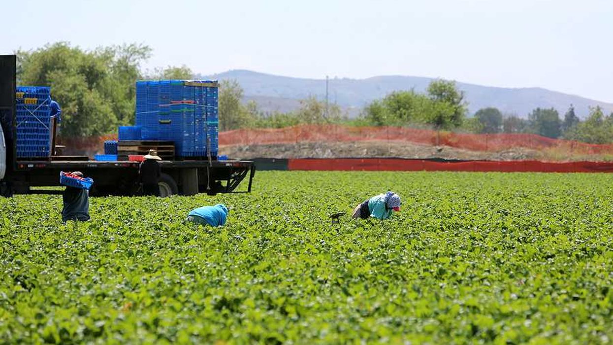 A farm field on a sunny day with farm workers bending down to pick food