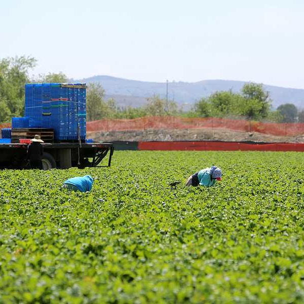 A farm field on a sunny day with farm workers bending down to pick food