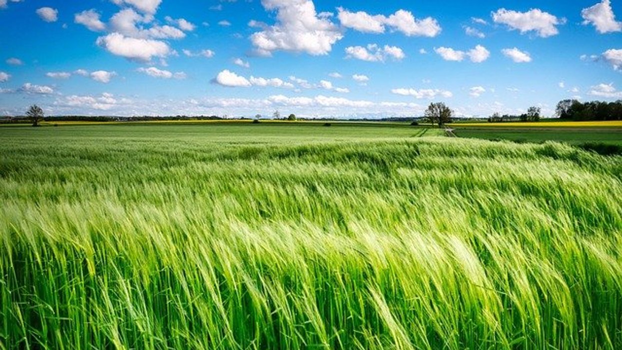 A farm field on a sunny day.