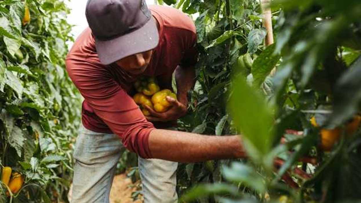 A farm worker bending down to pick bell peppers from a row of plants