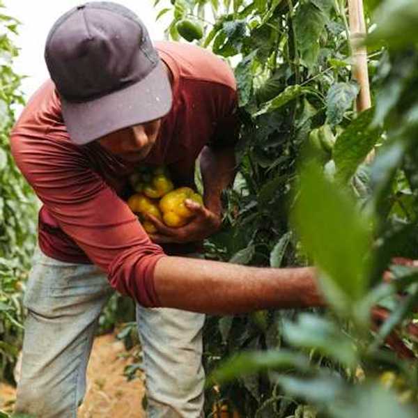A farm worker bending down to pick bell peppers from a row of plants