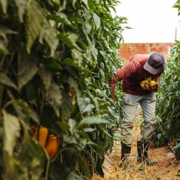 A farm worker harvesting peppers from tall plants
