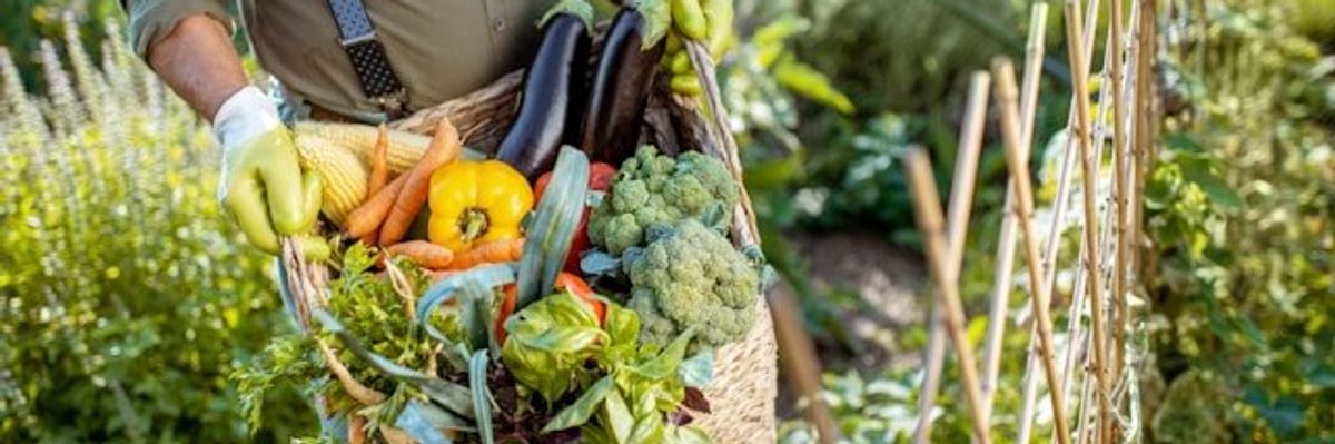 A farmer carrying organic produce in a basket from a field.