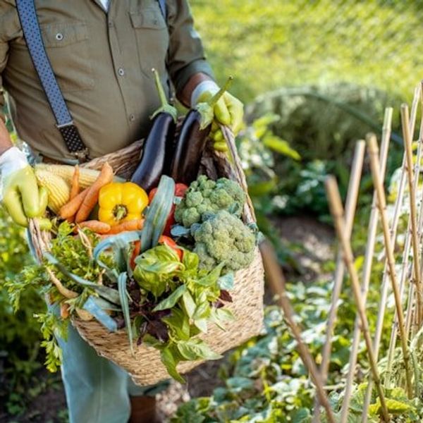A farmer carrying organic produce in a basket from a field.