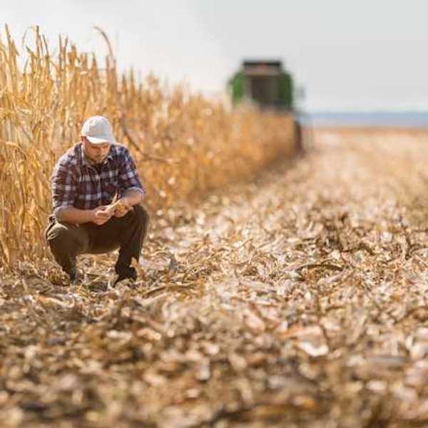 A farmer crouching in a dry field with a harvester in the background