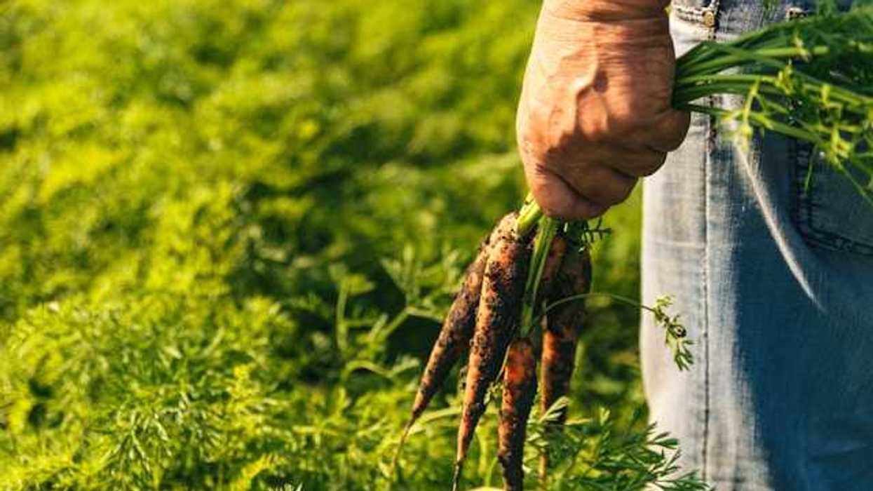 A farmer holding a bunch of dirty carrots