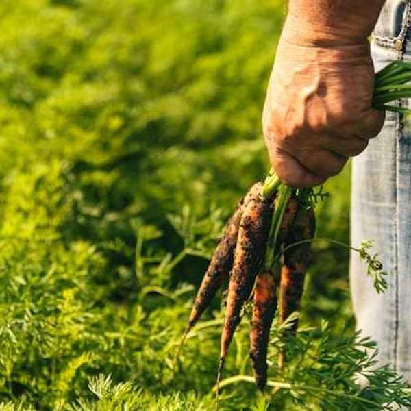 A farmer holding a bunch of dirty carrots