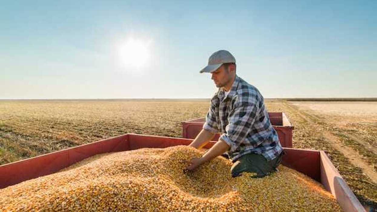 A farmer in a big truck looking at a pile of corn seeds