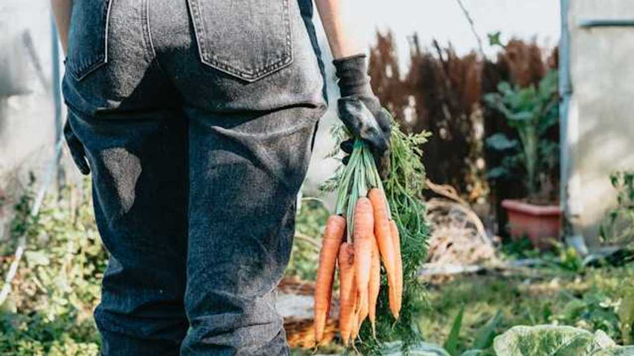 A farmer in jeans walking through a greenhouse holding a bunch of carrots