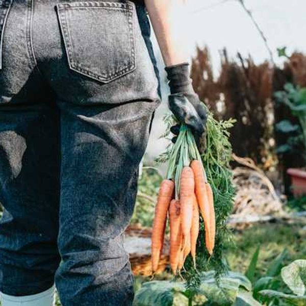 Trump tried to appease MAHA’s fury over Roundup. It backfired