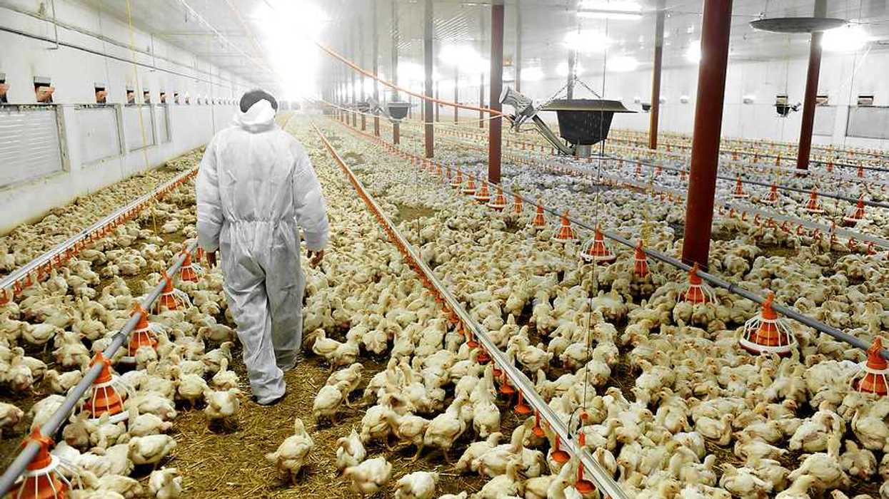 A farmer walking through a factory farm barn filled with chickens