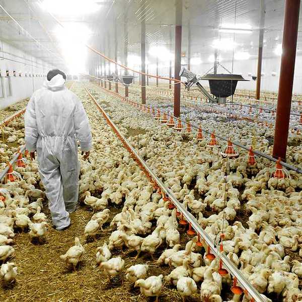 A farmer walking through a factory farm barn filled with chickens