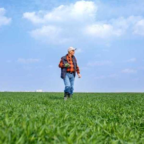 A farmer walking through his fields on a sunny day