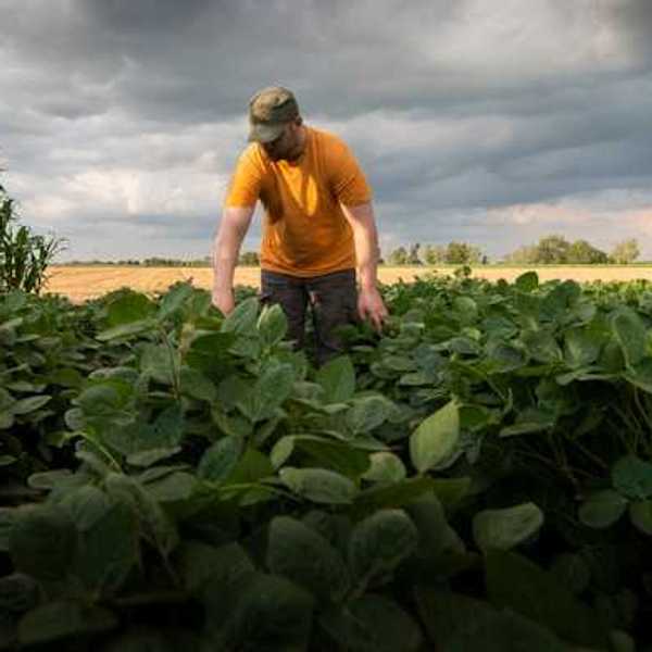 A farmworker in a farm field with dark clouds behind him