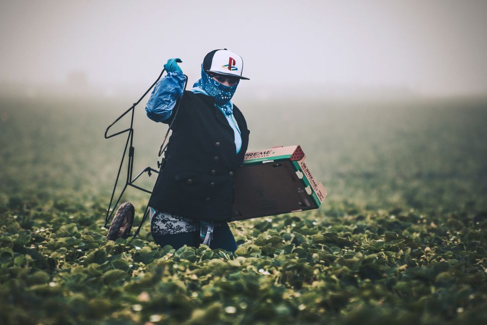 A farmworker with a baseball cap and a bandana wrapped around her facecarries a box through a misty strawberry field.