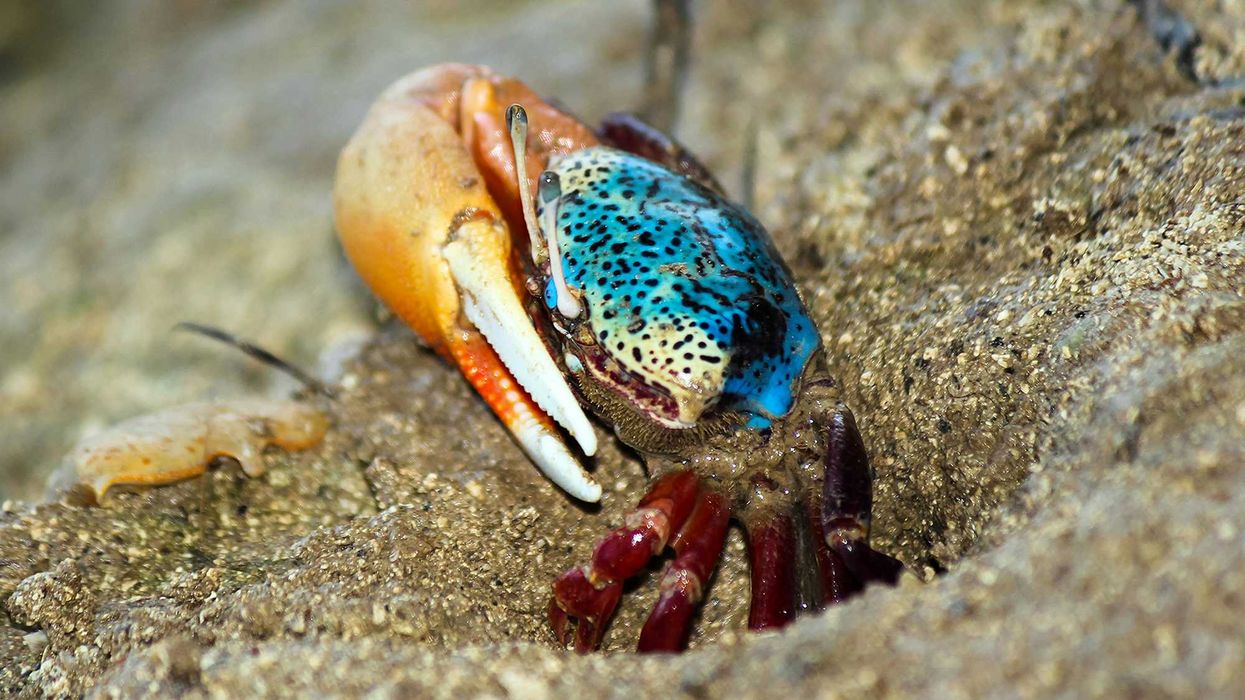 A fiddler crab sitting on the sand