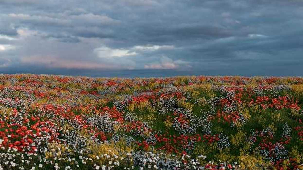 A field of flowers under a cloudy sky
