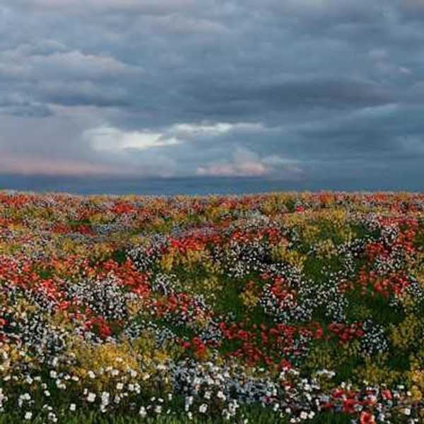 A field of flowers under a cloudy sky