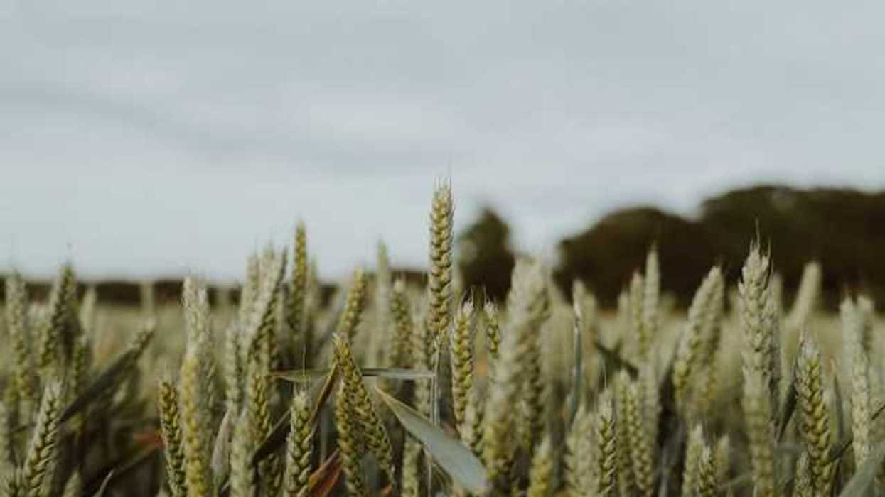 A field of green wheat stalks under a gray sky