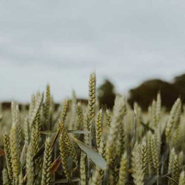 A field of green wheat stalks under a gray sky