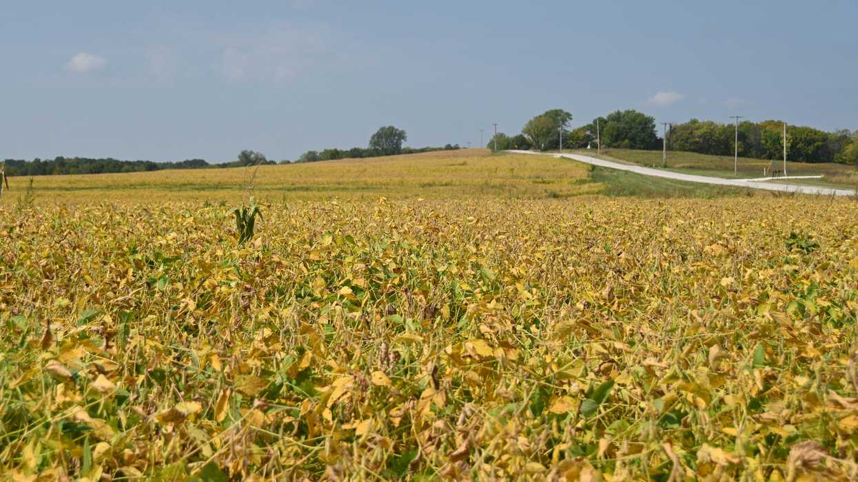 a field of soybeans with a road and trees in the background.