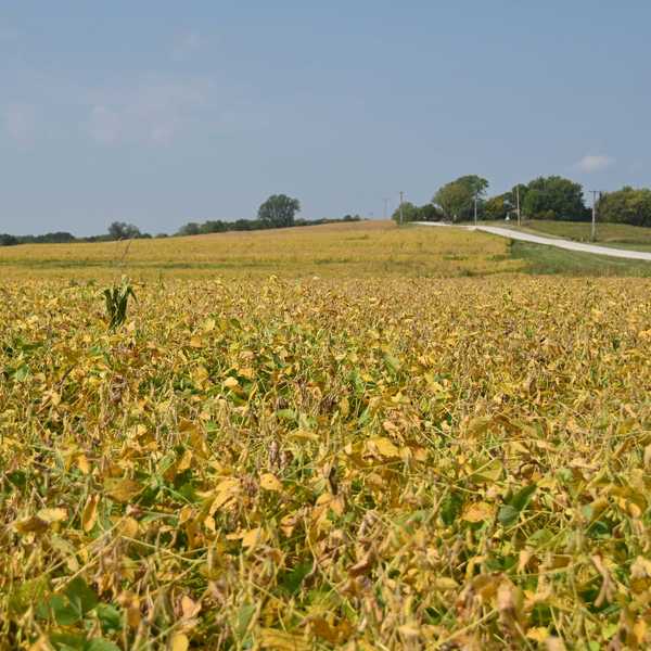 a field of soybeans with a road and trees in the background.