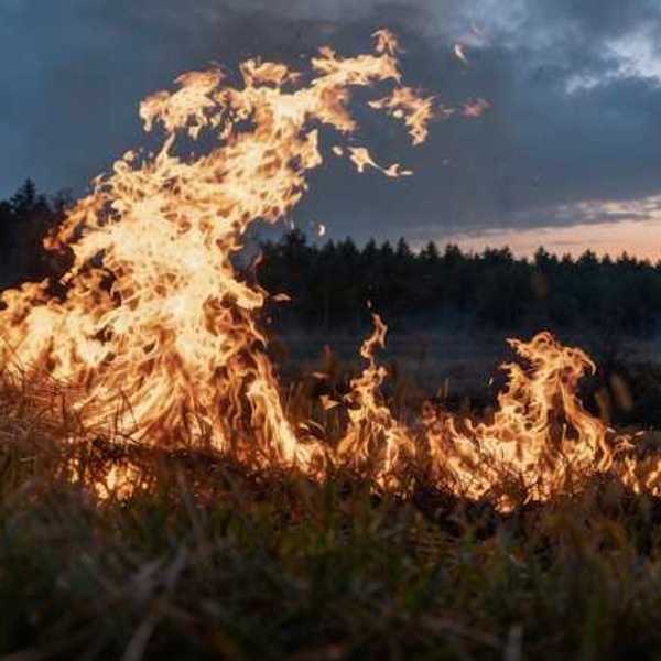 A fire burning at night with a forest in the background