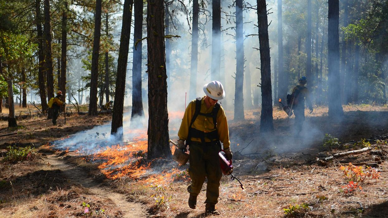 A firefighter walking through a forest setting prescribed burn fires