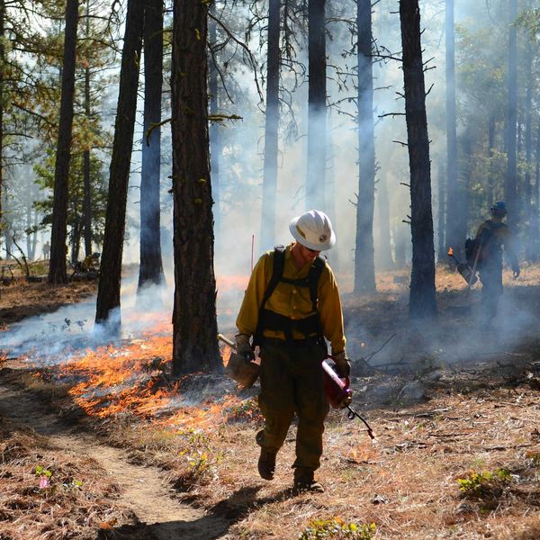 A firefighter walking through a forest setting prescribed burn fires
