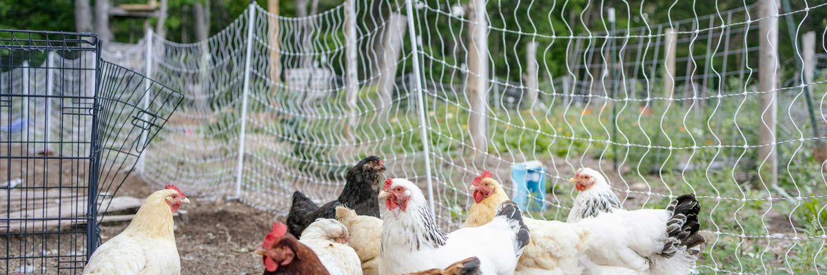A flock of chickens in an enclosed pasture