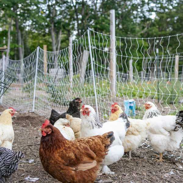 A flock of chickens in an enclosed pasture