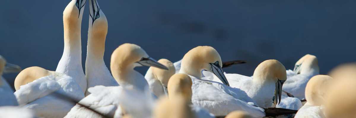 A flock of northern gannets