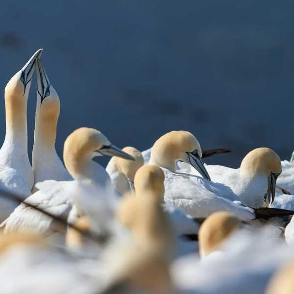 A flock of northern gannets