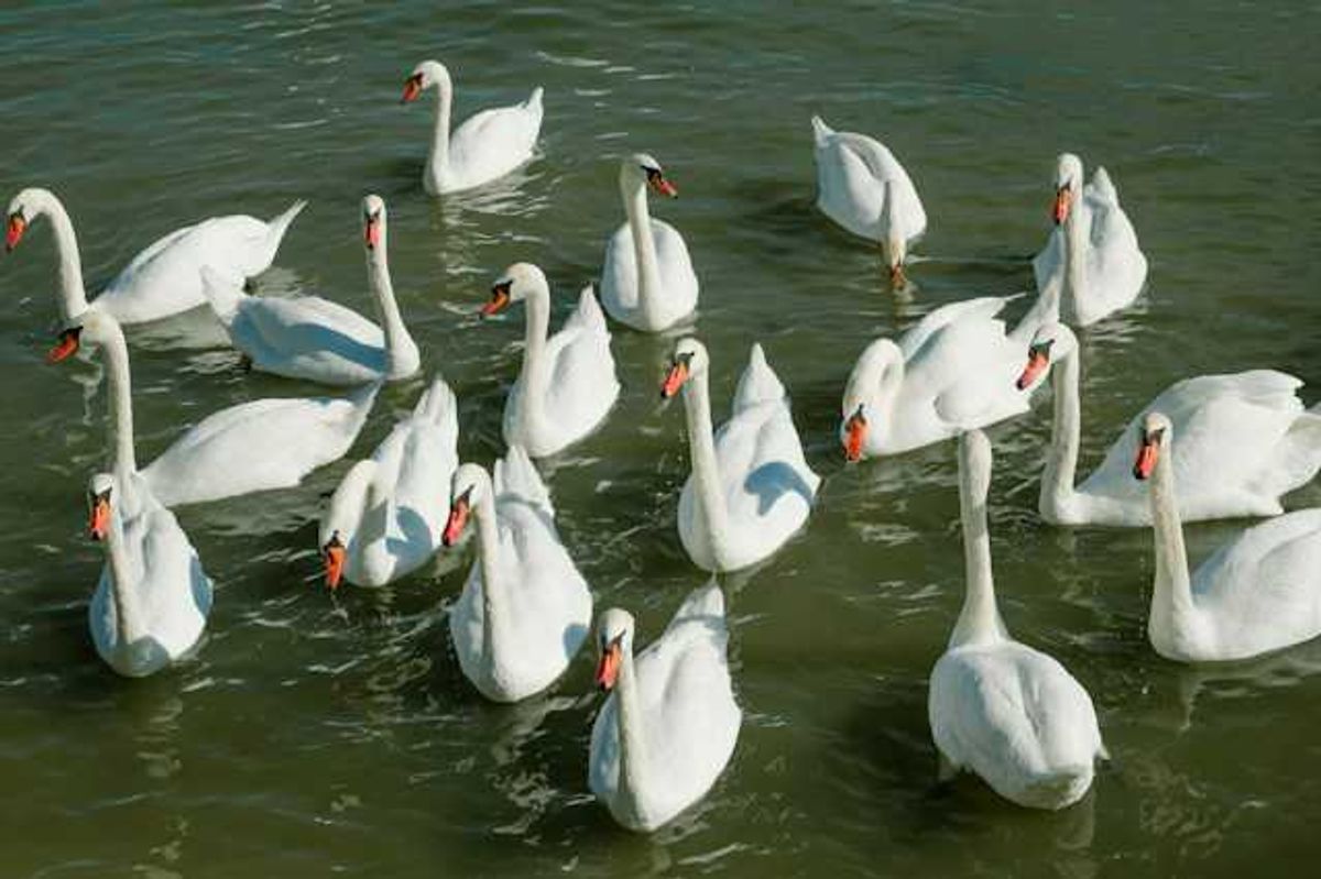 photo of Climate change and farming gave rise to ‘genetically distinct’ Beijing swan goose image